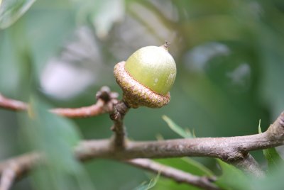 Quercus palustris - dub bahení - plod žalud